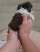 Teacup Ginger🧡, a female Shih Tzu for sale in St. Louis, MO – 3 of 4