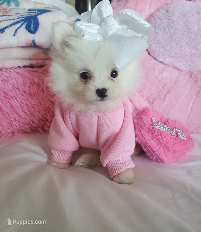 Sassy – Pomeranian puppy for sale in Dallas, TX