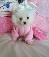 Sassy, a female Pomeranian for sale in Dallas, TX – 1 of 4