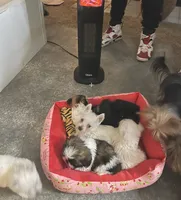 Bubbas, a male Shih Tzu for sale in Dallas, TX – Photo 2 of 2