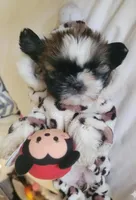 Bubbas, a male Shih Tzu for sale in Dallas, TX – Photo 1 of 2