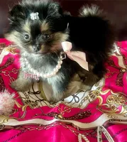 Teacup Susie❤️, a female Pomeranian for sale in Dallas, TX – 6 of 7