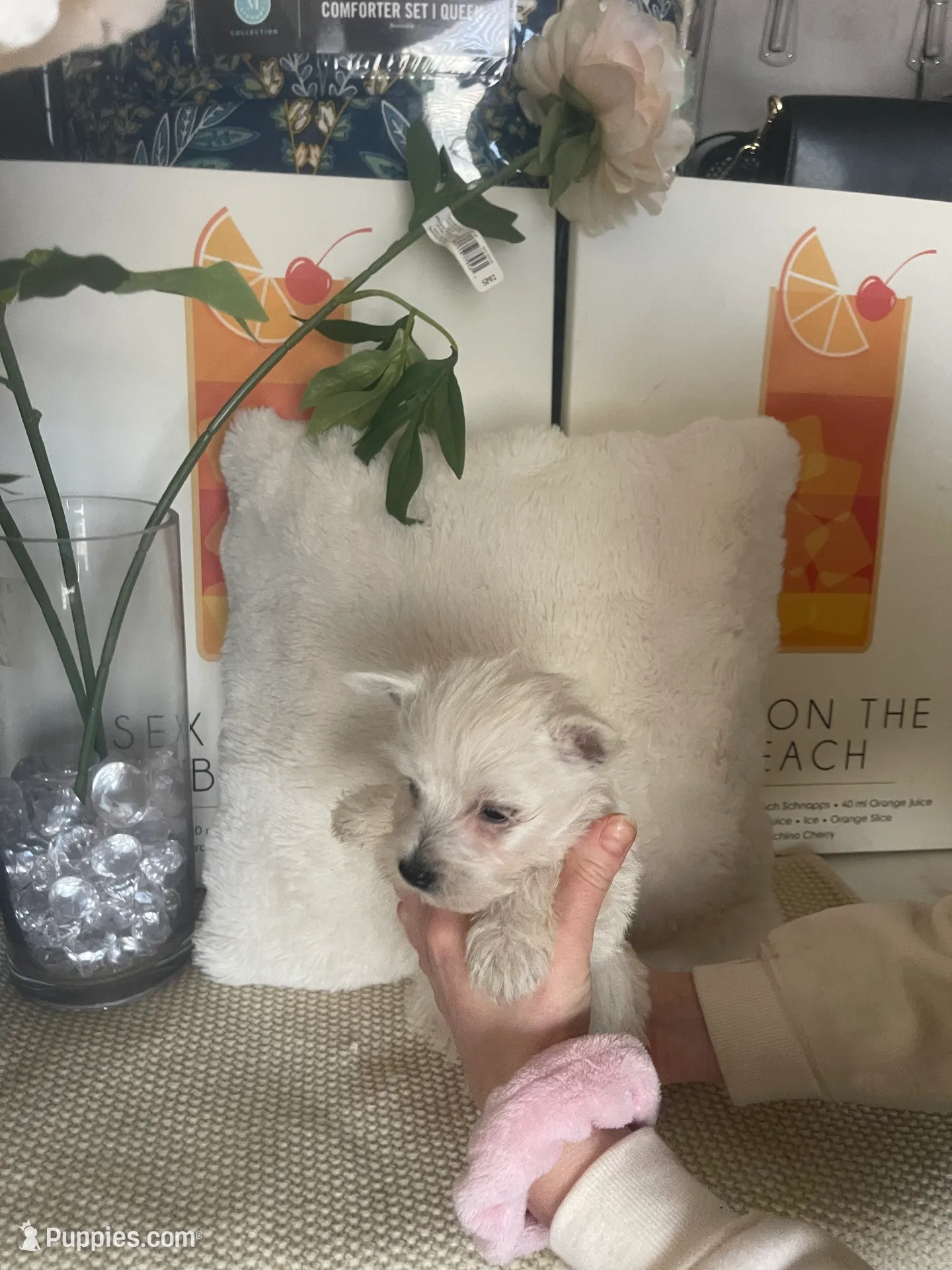 processed/c60725d7-adf8-4b52-ac72-d995e0e00921/listing/6b79aadd-07e7-4aa6-93b1-ab3cf26abbf8/2dfa8863-e1e8-49ea-9bc9-48207ed92362