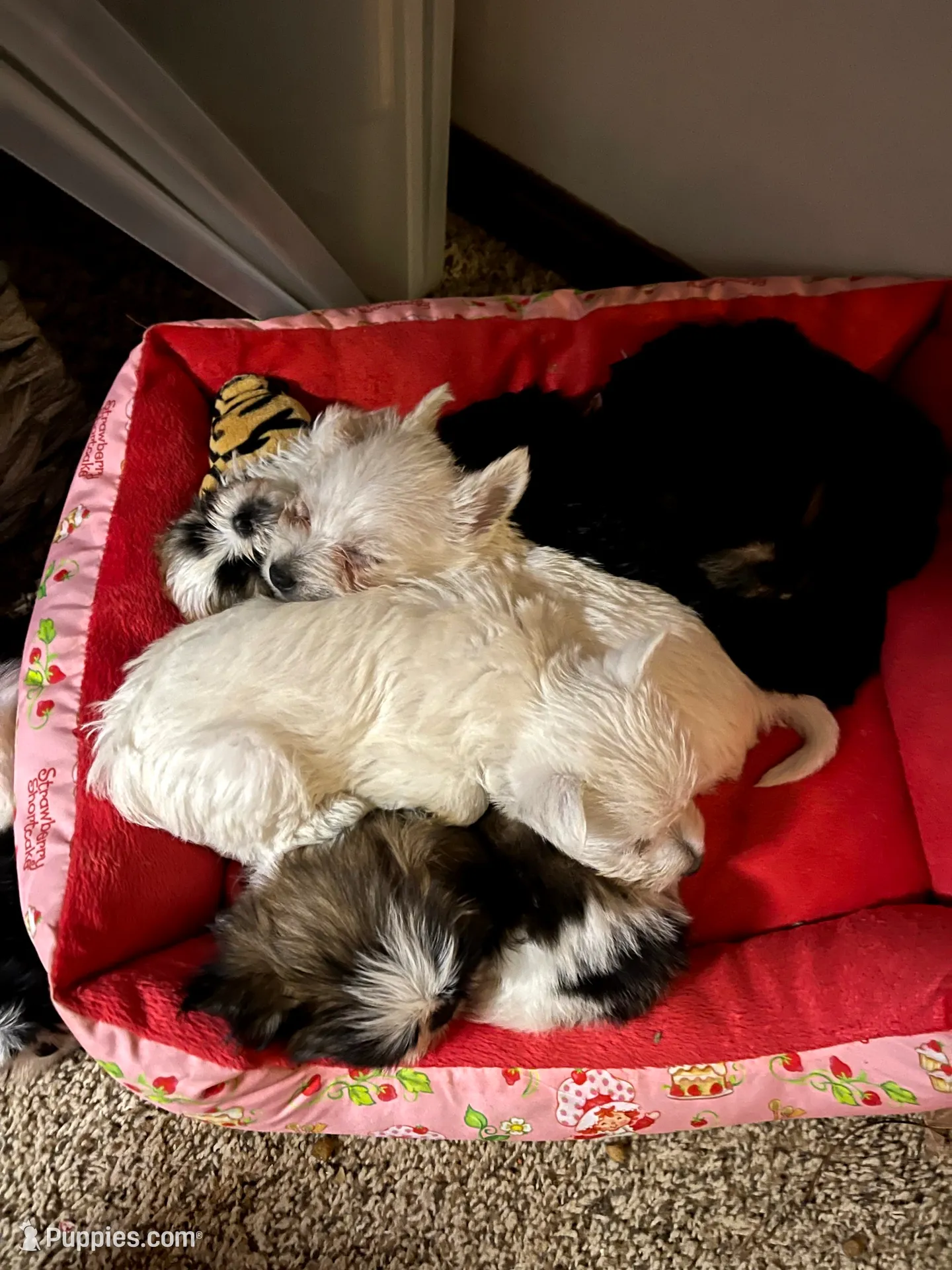 processed/c60725d7-adf8-4b52-ac72-d995e0e00921/listing/6b79aadd-07e7-4aa6-93b1-ab3cf26abbf8/63bc3ae1-372e-4bcb-913e-352cb7d4f7f7