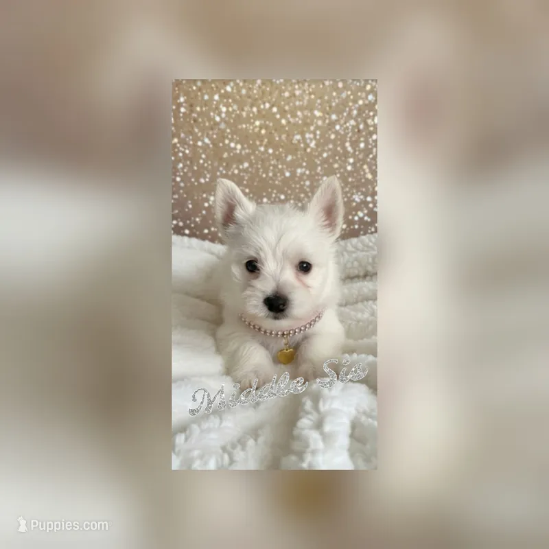 Mini Westie Sister-Sugar