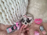 Teacup Brynn💎, a female Yorkshire Terrier and Poodle - Toy  for sale in St. Louis, MO – 5 of 5