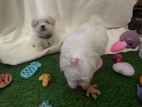 Mini Chelz💜, a female Maltese and Yorkshire Terrier for sale in Dallas, TX – Photo 3 of 5