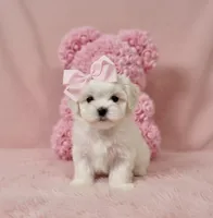 Mini Chelz💜, a female Maltese and Yorkshire Terrier for sale in Dallas, TX – Photo 1 of 5