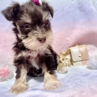 Audri🩷, a female Miniature Schnauzer for sale in Dallas, TX – Photo 6 of 6