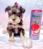 Audri🩷, a female Miniature Schnauzer for sale in Dallas, TX – Photo 2 of 6