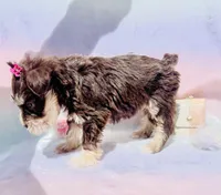 Audri🩷, a female Miniature Schnauzer for sale in Dallas, TX – Photo 4 of 6