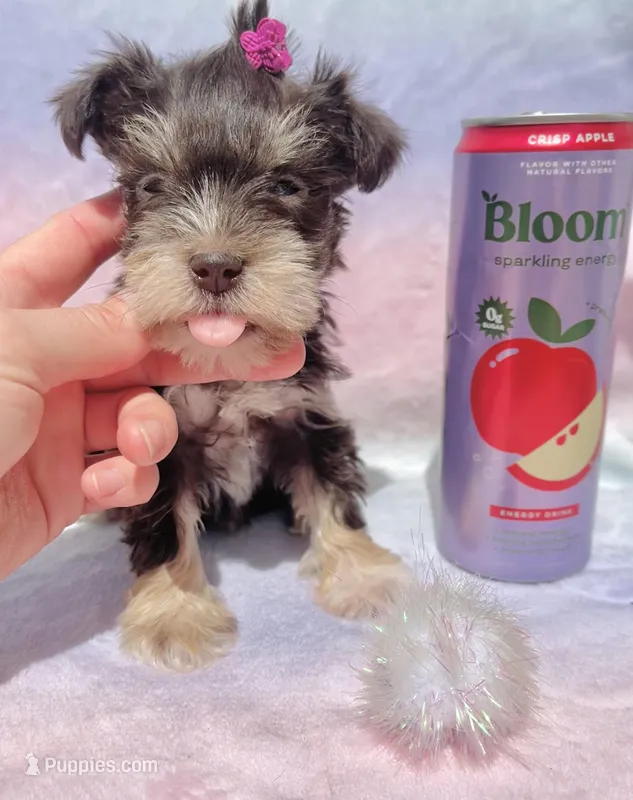 Audri🩷 – Miniature Schnauzer puppy for sale in Dallas, TX