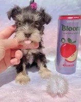 Audri🩷, a female Miniature Schnauzer for sale in Dallas, TX – Photo 1 of 6