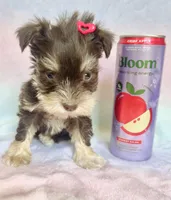 Audri🩷, a female Miniature Schnauzer for sale in Dallas, TX – Photo 5 of 6