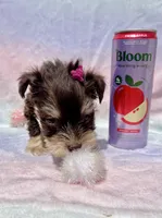 Audri🩷, a female Miniature Schnauzer for sale in Dallas, TX – Photo 3 of 6