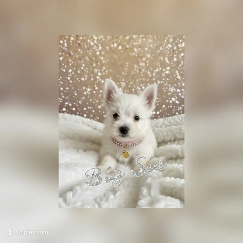 Mini Westie Sister-Spice