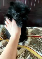Lil' Stanley, a male Pomeranian for sale in Dallas, TX – 6 of 9