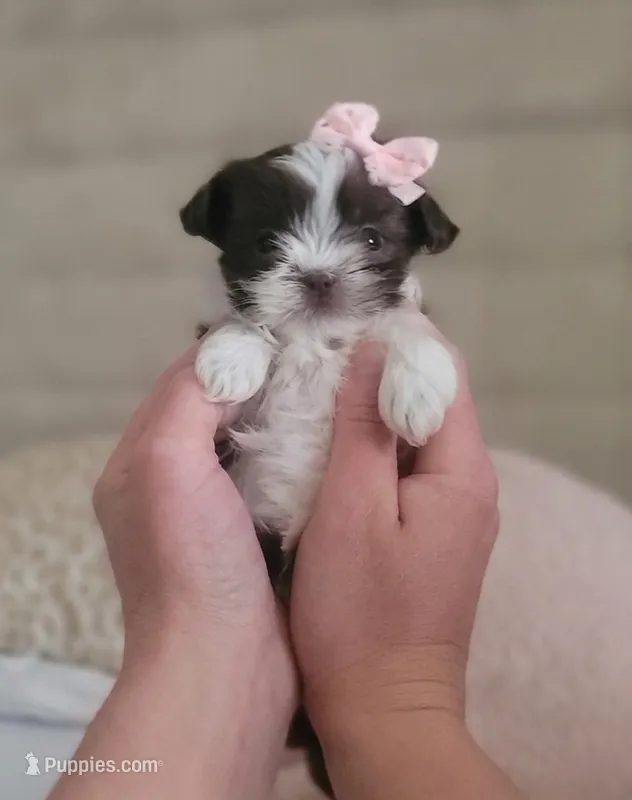Teacup Ginger🧡 – Shih Tzu puppy for sale in St. Louis, MO