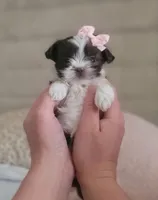 Teacup Ginger🧡, a female Shih Tzu for sale in St. Louis, MO – 1 of 4