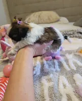 Lil' Miss Susie❤️, a female Shih Tzu for sale in St. Louis, MO – 3 of 4