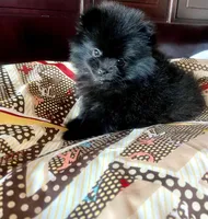 Lil' Stanley, a male Pomeranian for sale in Dallas, TX – 5 of 9