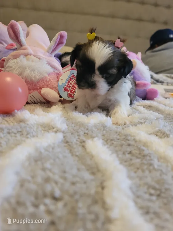 Lil' Miss Susie❤️ – Shih Tzu puppy for sale in St. Louis, MO
