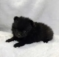 Shadow , a male Pomeranian for sale in Dallas, TX – 2 of 2