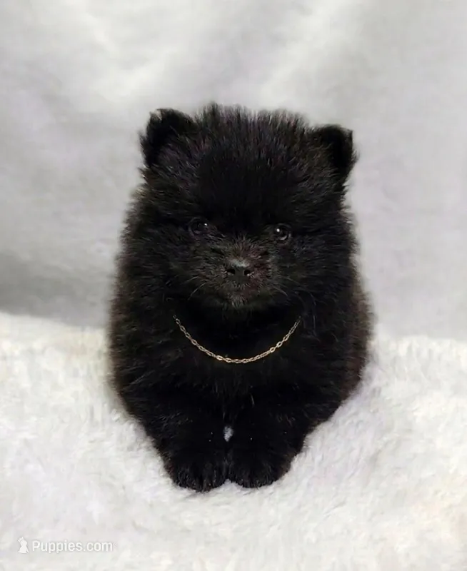 Shadow  – Pomeranian puppy for sale in Dallas, TX
