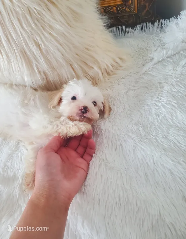 Stanley – Yorkshire Terrier, Poodle - Toy  puppy for sale in St. Louis, MO