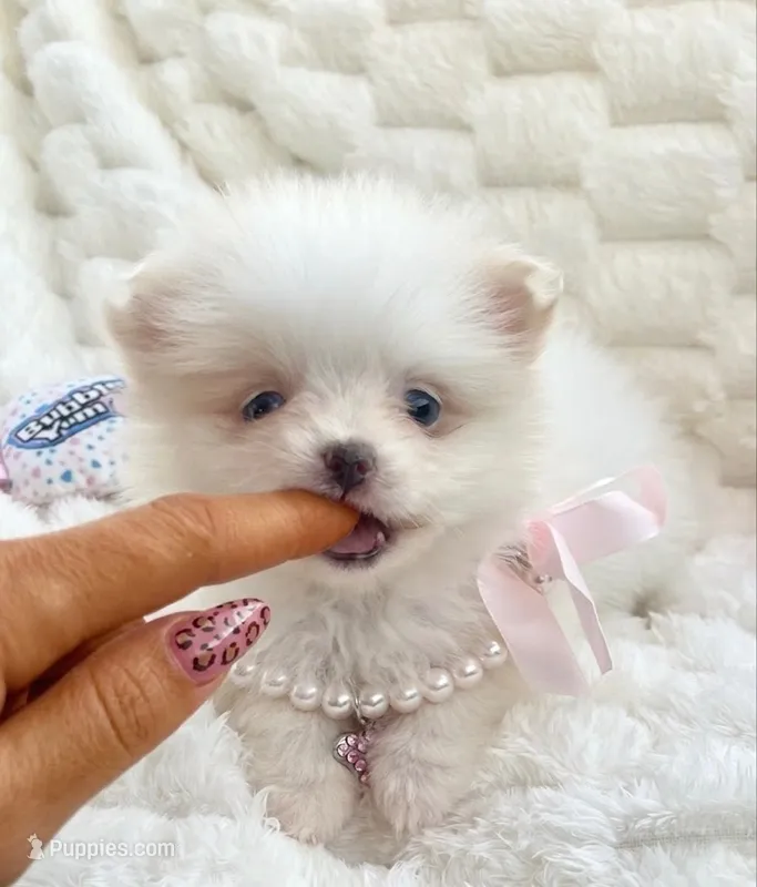 Micro Madeline💛 – Pomeranian puppy for sale in St. Louis, MO