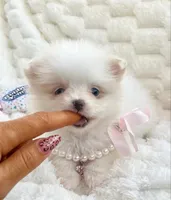 Micro Madeline💛, a female Pomeranian for sale in St. Louis, MO – 1 of 5