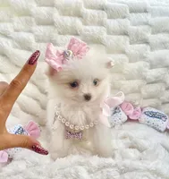 Micro Madeline💛, a female Pomeranian for sale in St. Louis, MO – 4 of 5