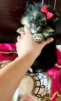 Teacup Susie❤️, a female Pomeranian for sale in Dallas, TX – 7 of 7