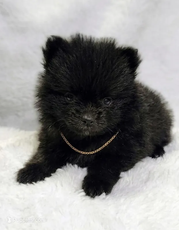 Mini Stanley🩵 – Pomeranian puppy for sale in Dallas, TX
