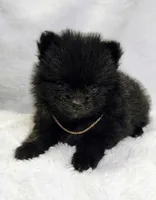 Mini Stanley🩵, a male Pomeranian for sale in Dallas, TX – 1 of 1