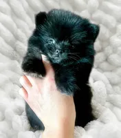 Lil' Stanley, a male Pomeranian for sale in Dallas, TX – 2 of 9