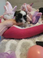 Lil' Miss Susie❤️, a female Shih Tzu for sale in St. Louis, MO – 4 of 4