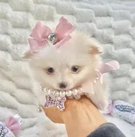 Micro Vivian, a female Pomeranian for sale in Dallas, TX – Photo 9 of 10