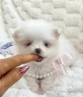 Micro Vivian, a female Pomeranian for sale in Dallas, TX – Photo 8 of 10