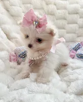 Micro Vivian, a female Pomeranian for sale in Dallas, TX – Photo 4 of 10