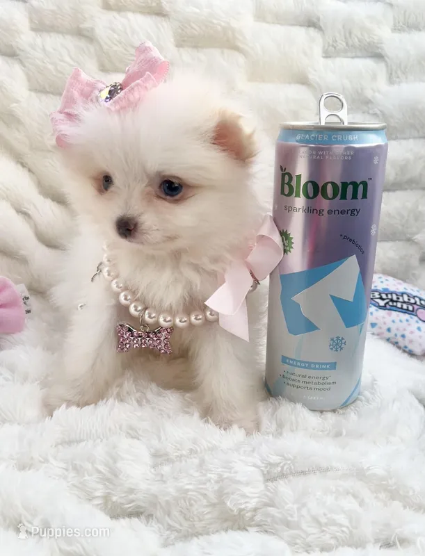 Micro Vivian – Pomeranian puppy for sale in Dallas, TX