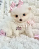 Micro Vivian, a female Pomeranian for sale in Dallas, TX – Photo 6 of 10