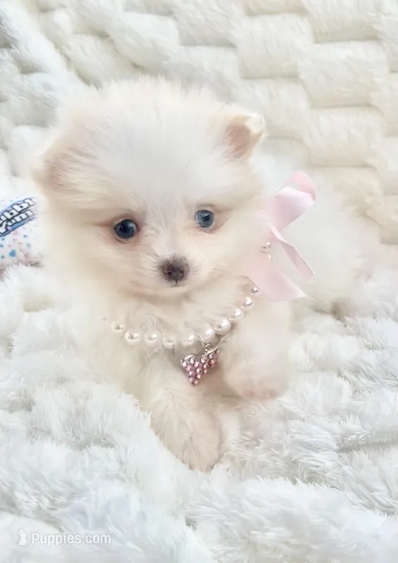 Micro Vivian – Pomeranian puppy for sale in Dallas, TX