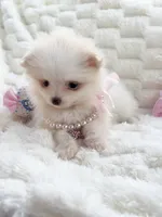 Micro Vivian, a female Pomeranian for sale in Dallas, TX – Photo 3 of 10