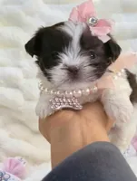 Teacup Ginger🧡, a female Shih Tzu for sale in St. Louis, MO – 4 of 4