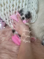 Teacup Brynn💎, a female Yorkshire Terrier and Poodle - Toy  for sale in St. Louis, MO – 4 of 5