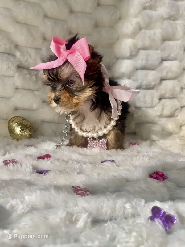 Teacup Sweetie  – Yorkshire Terrier puppy for sale in Dallas, TX
