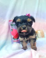 Teacup Sweetie💎, a female Yorkshire Terrier for sale in Albuquerque, NM – Photo 5 of 6
