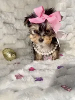Teacup Sweetie , a female Yorkshire Terrier for sale in Dallas, TX – Photo 6 of 10