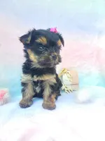Teacup Sweetie💎, a female Yorkshire Terrier for sale in Albuquerque, NM – Photo 1 of 6